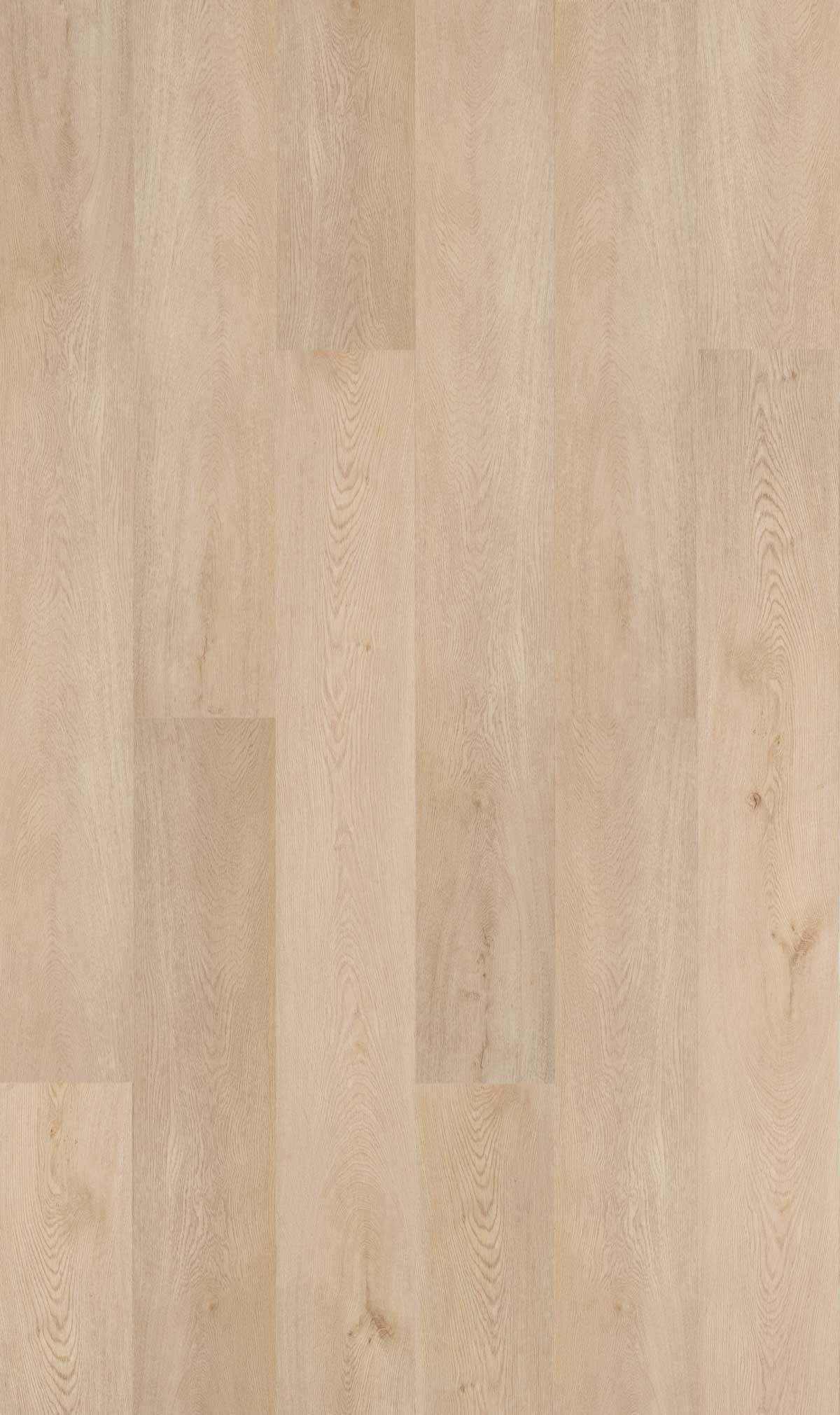 pinna-1.jpg